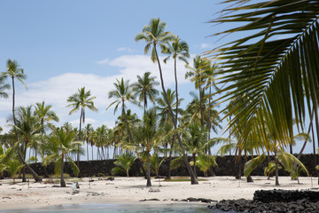 palm trees on the beach
