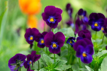 violet tricolor or pansies on a green background