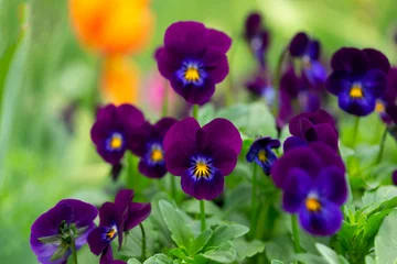 Fototapeten violet tricolor or pansies on a green background © Elena
