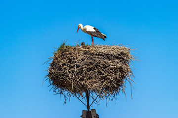 White stork on the nest in the spring
