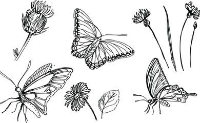 Vector outline hand drawn botanical illustration elements. Sets of different isolated butterflies, herbs and flowers for natural decor design.