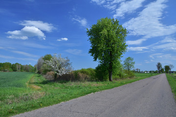 Fototapeta na wymiar Drzewo przy asfaltowej drodze na tle niebieskiego nieba z chmurami.