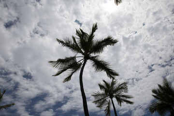 palm trees against blue sky