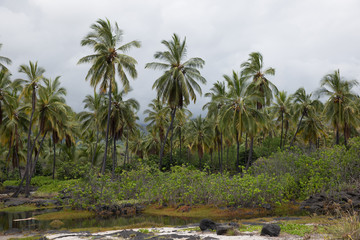 palm trees on the beach
