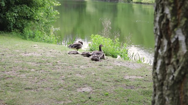 wild goose family with babys walking freely at a german lake 