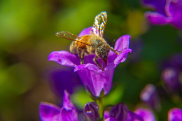Honeybee collecting pollen from a purple and pink flower
