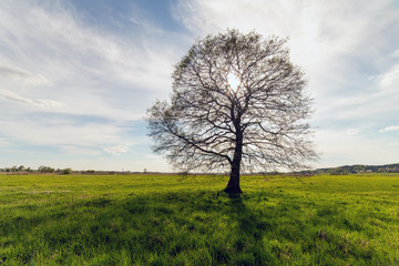 Lonely tree on the field in summer day