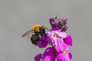 Honeybee collecting pollen from a purple and pink flower