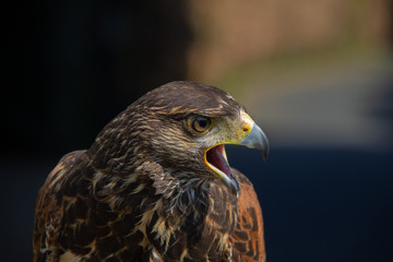 buzzard makes sound with mouth open