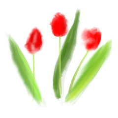 Vector illustration red tulips in watercolor style