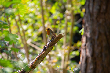 Robin sitting on a branch in a forest