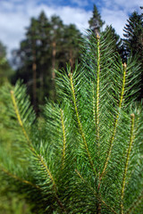 Blurred along the edges of a young pine branch against the background of the forest and blue sky