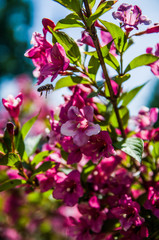 Fototapeta na wymiar Bee pollinates a pink flowers
