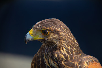 Head from a brown buzzard closeup one eye. Predator in nature and wild animal.