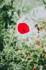 Beautiful red poppy blossoming in spring