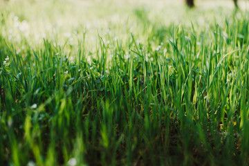 Green grass as a background with shadow and light