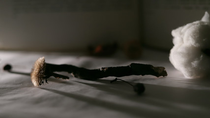 composition with  background of an open book text with autumn dry leaves, an old clock, dry flowers, a cotton branch and stones