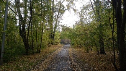 autumn square and a lot of leaves