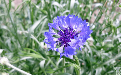 Cornflower (Centauréa) - a flower of bright blue color belongs to the category of weeds, it is quite unpretentious to growing conditions. One flower top view.