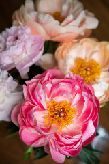 Pivoines 
