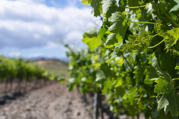 Grapes and Vineyards in the beautiful countryside of Patrimonio, popular Wine tourism destination of Corsica, France