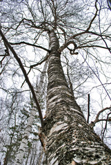 Fototapeta premium Dancing birch in the autumn forest