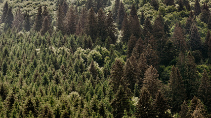 Background texture of evergreen trees