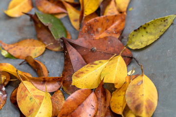 Several dry leaves on wet metallic surface, Areal, Rio de Janeiro, Brazil
