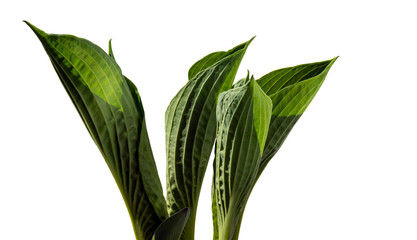 Shoots of a young hosta plant isolated on white background.