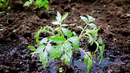 Tomato Sprouts In The Garden Are Watered From Hoses.