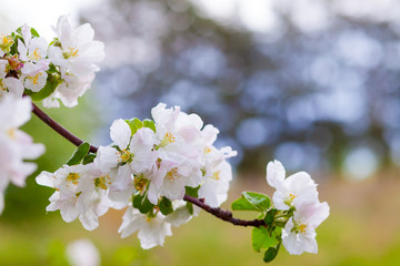 beautiful apple tree blossom in spring