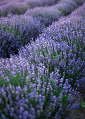 the blossoming lavender bushes. Sunset flower violet field side view