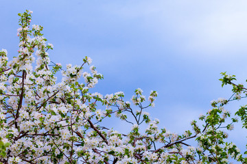 Blooming branch of an Apple tree against the blue sky
