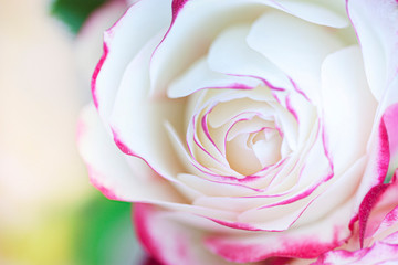 close up of pink and white  rose petals. Selective focus. Abstract blurred Flowers background..