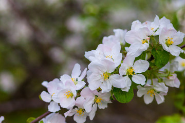 beautiful apple tree blossom in spring