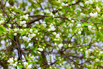 Blooming apple tree branch on a natural blurred background