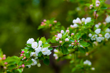 Blooming apple tree branch on a natural blurred background