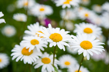 Beautiful garden chamomile flowers on a blurred green grass background, selective focus