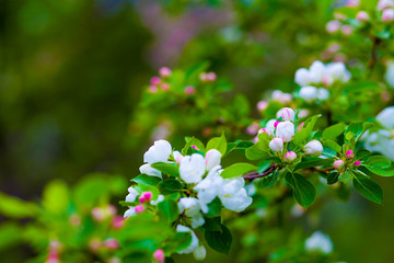 Blooming apple tree branch on a natural blurred background