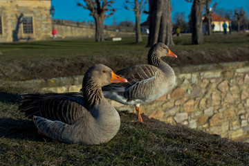 Schloss Moritzburg