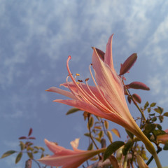 red flower against blue sky