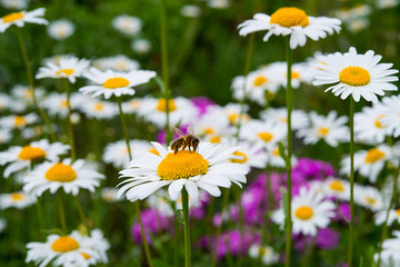 A bee collects nectar on a field flower a Daisy on a blurred background of green grass and flowers