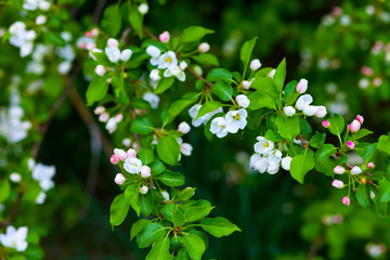 Blooming apple tree branch on a natural blurred background