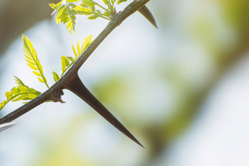Large acacia needles and young green leaves. © imartsenyuk