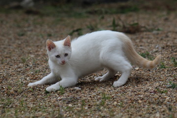 Naklejka na ściany i meble Petit chaton blanc aux yeux bleu jouant et prêt à bondir à l'extérieur