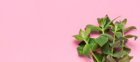 Fresh green leaves of mint, lemon balm, peppermint on pink background flat lay top view copy space. Ecology natural layout. Mint leaf texture. Mint leaves pattern spearmint herbs nature background