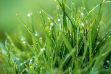 Green grass and drops of morning dew. Fresh green grass with dew drops closeup.