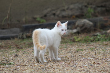 Naklejka na ściany i meble Petit chaton blanc mignon de dos debout à l'extérieur, prêt à jouer