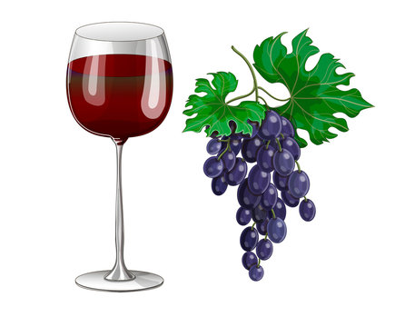 Stock vector illustration. A glass of red wine and a bunch of blue grapes nearby. The illustration is drawn on a white background.
