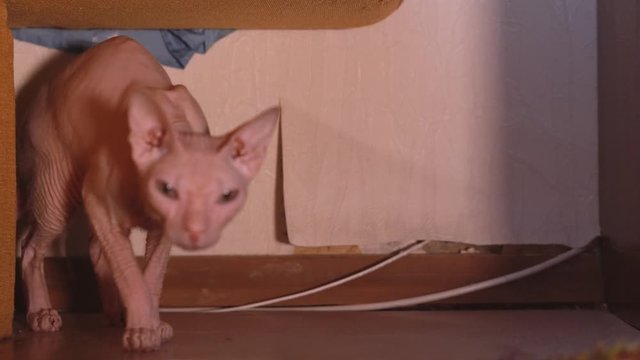 Beautiful the velor sphynx cat sits under the sofa bed on the floor in the bedroom and escapes to another room. Sphinx breed. Petting cute cat. Home pet. Adorable pet. Best friend. Pet care 4k